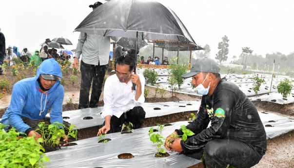 Joko Widodo Ikuti Jejak Puan Maharani? Hujan-hujan Justru Bercocok Tanam Cabai di Wonosobo