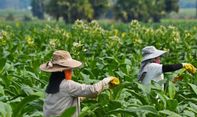 Tolak Cukai Naik, Kelompok Petani Tembakau dari 10 Daerah Akan Datangi Istana Negara