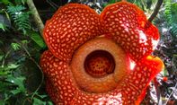 Mengejukan! Tiga Bunga Rafflesia Mekar Bersamaan di Bengkulu