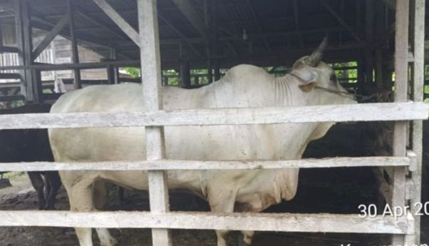 Presiden Prabowo Beli Sapi Peternak di Pariaman Seharga Rp75 Juta untuk Kurban, Beratnya Hampir Satu Ton
