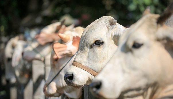 Kena Tipu saat Idul adha? Musala Baitul Jannah di Bukittinggi Sumatera Gagal Kurban