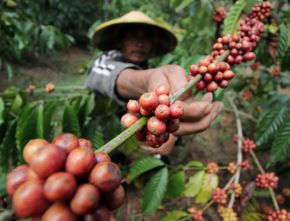 Data Gaeki: Kopi Robusta Jawa Timur Lebih Digemari Masyarakat Dunia