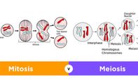 Penjelasan Lengkap Perbedaan Mitosis dan Meiosis