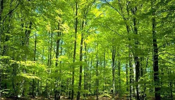 Polisi Konfirmasi Mayat yang Ditemukan di Hutan Gunungkidul Bukan Korban Pembunuhan