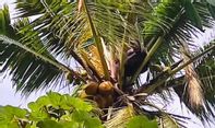 Pria di Banyuwangi Sukses Bikin Warga Panik karena Tidur di Atas Pohon Kelapa