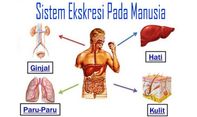 Begini Penjelasan Sistem Ekskresi Pada Manusia Lengkap dengan Fungsinya