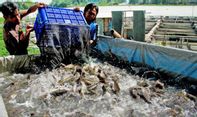 Memberi Pakan Ikan Lebih Efisien Lewat Aplikasi eFishery