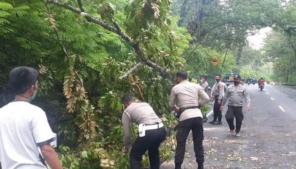 Mengejutkan! Pohon Tumbang dan Lukai Pengendara di Gunungkidul
