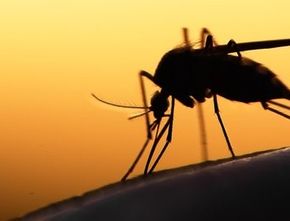 Ampuh! 5 Cara Mengusir Nyamuk Menggunakan Bahan Alami