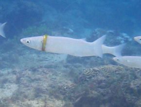 Bukan Cuma Plastik, Penyelam Ini Temukan Ikan Terlilit Cincin Emas