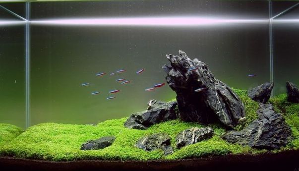 Cukup Mudah! Ini Cara Membuat Aquascape Air Terjun Indah dan Natural