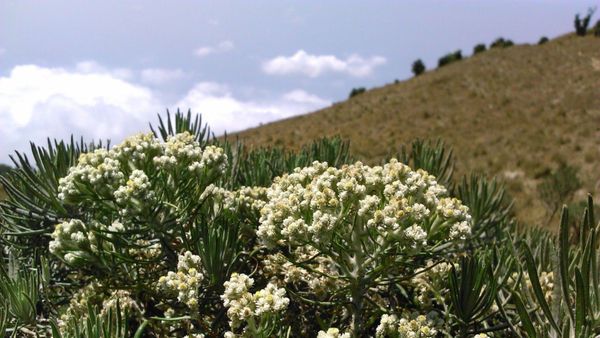 Terbaru: Pemetik Bunga Edelweis di Gunung Lawu Minta Maaf Setelah Videonya Viral
