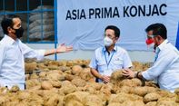 Presiden Minta Menteri Syahrul Seriusi Komoditas Porang: Nilainya Besar, Pasarnya Terbuka Lebar