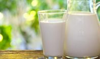 Awas! Minum Susu Sapi Mentah Bisa Menyebabkan Penyakit