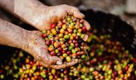 Kabar Temanggung: Merajut Harapan para Petani Kopi di Masa Pandemi