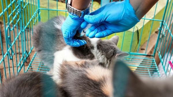 Kepala BNPB Targetkan NTT Bebas Rabies pada Desember Tahun Ini