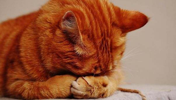 Penjelasan Ilmiah! Mata Kucing Berair, Apakah Berarti Menangis?