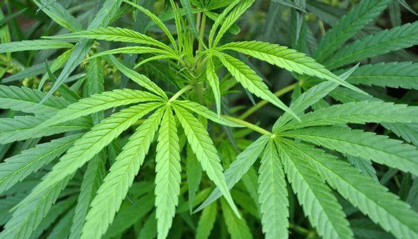 Harga Selangit, Vitamin Berbahan Ganja Laris Manis di Inggris