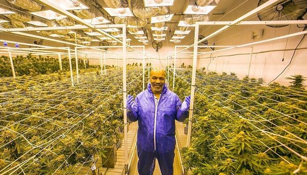 Geluti Bisnis Kebun Ganja, Mike Tyson Sukses Jadi Milarder Setelah Pensiun