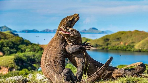 Mulai 2020, Masuk Pulau Komodo Harus Pakai Kartu Anggota Tahunan