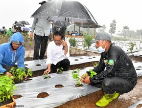Joko Widodo Ikuti Jejak Puan Maharani? Hujan-hujan Justru Bercocok Tanam Cabai di Wonosobo