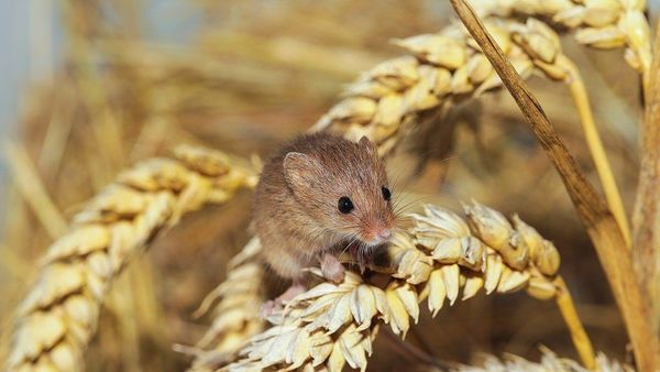 Dinkes Pertanian Gunungkidul: Petani Waspadai Serangan Hama Tikus!