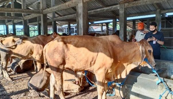 Berita Jateng: Dispertan Kota Semarang Imbau Masyarakat Potong Hewan Kurban di RPH