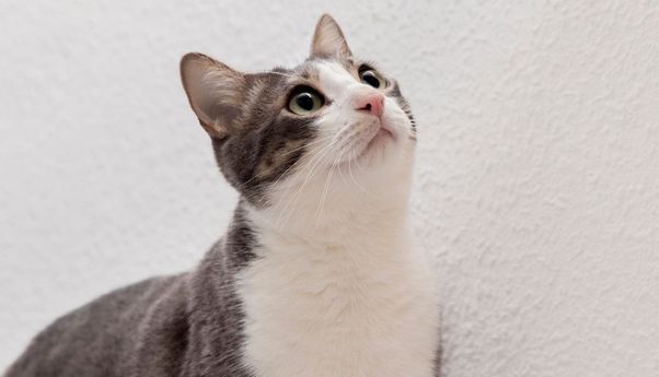 Para Pecinta Anabul Wajib Tahu 7 Hal Ini Tak Disukai Kucing