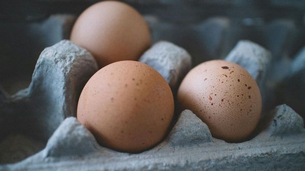 Cangkang Telur Bisa Jadi Pupuk Alami untuk Tanaman, Cara Membuatnya Mudah