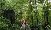 Menjelajahi Pesona Hutan Mangrove Tarakan