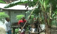 Unik! Pohon Pisang Milik Warga Grobogan Bertandan 5 dan Bercabang 2, Pemilik Sempat Mimpi Basah