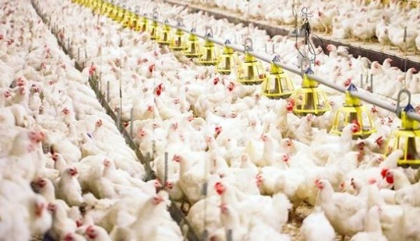 Ratusan Karyawan Terinfeksi Covid-19, Rumah Potong Ayam Jadi Klaster Baru di Sleman