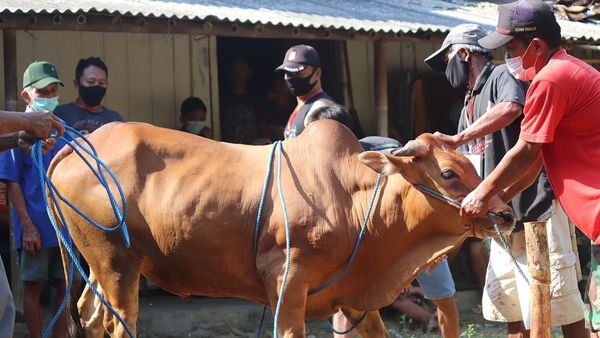 Jelang Idul Adha, Pemkot Jaktim Imbau Masyarakat Tak Buang Limbah Hewan Kurban ke Saluran Air