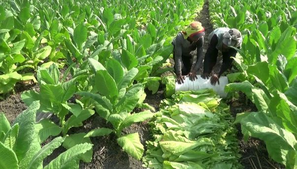 Terbukti Harga Tembakau Anjlok tapi Rokok Tetap Mahal