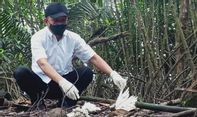 Terkuak, ini Dugaan Awal Kematian Massal Burung Kuntul di Hutan Mangrove Baros