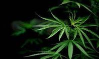 Pemakai Narkotika Jenis Ganja Dapat di Rehabilitasi