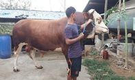 Berita Jateng: Sapi Jumbo Rp 75 Juta di Magelang Langganan Juara di Kompetisi Ternak