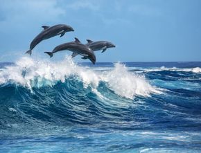 Seperti Halnya Manusia, Lumba-lumba Liar Berkepribadian Pemberani dan Pemalu