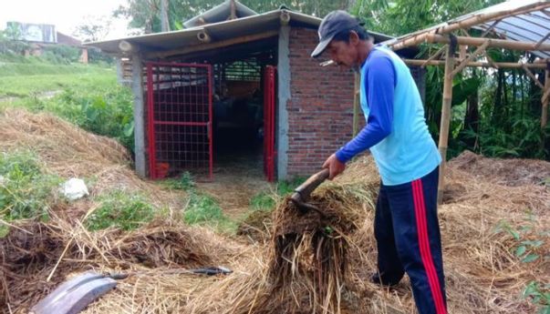 Lebih Ekonomis dan Berkualitas, Kelompok Tani Maju Makmur Bikin Pupuk Organik dari Kotoran Sapi