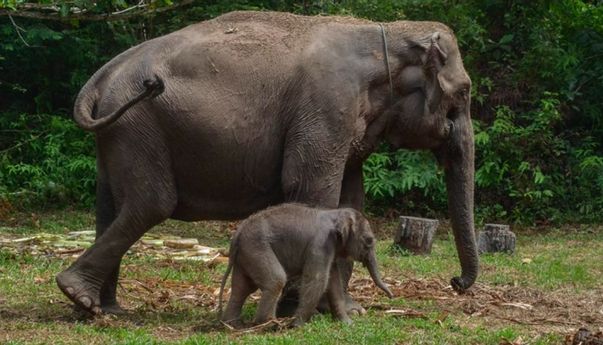 Riau Beri KTP Kehormatan untuk Dua Gajah Sumatra, Simbol Pelestarian Satwa