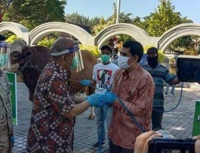 Berita Terbaru di Jogja: Sapi Kurban Joko Widodo Diserahkan ke Kabupaten Kulon Progo