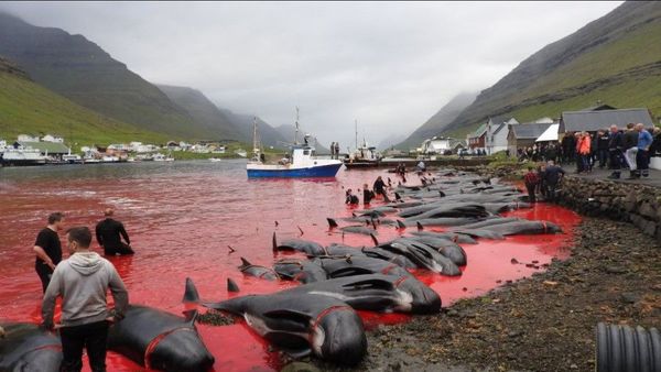 Bikin Sedih, Air Laut di Pulau Ini Berubah Jadi Merah Darah Akibat Pembataian Gila-gilaan