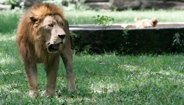 Geger! Singa di Taman Safari Indonesia Lepas dan Gigit Mobil Pengunjung