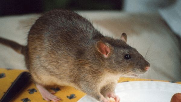 Mengenal Deretan Bahan Alami Pengusir Tikus