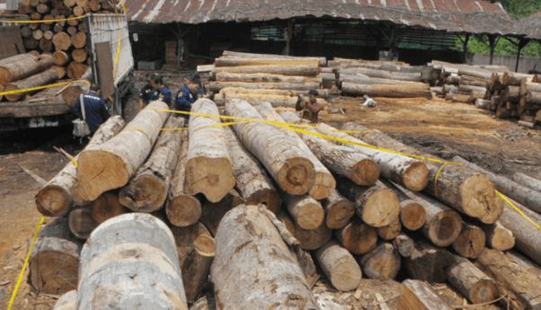 Berita Jateng: Satu Orang Buron, Polres Tegal Amankan Dua Pencuri 30 Balok Kayu Jati