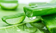 Manfaat Lidah Buaya untuk Kesehatan dan Kecantikan