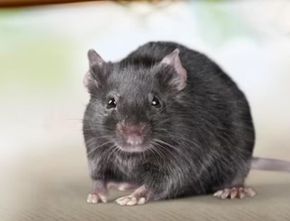 10 Orang Meninggal Dunia, Dinkes Tangerang Belum Tetapkan Wabah Kencing Tikus Sebagai KLB