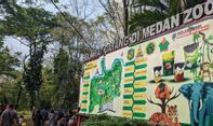 3 Harimau Ditemukan Mati di Kandangnya, Pemkot Medan Bakal Tutup Sementara Medan Zoo