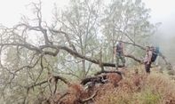 Kebakaran Lahan di Taman Nasional Gunung Rinjani NTB Capai 205 Hektare