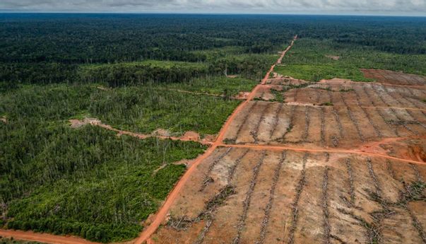 Terbaru: Serang Korindo Group, Greenpeace Terancam Pidana